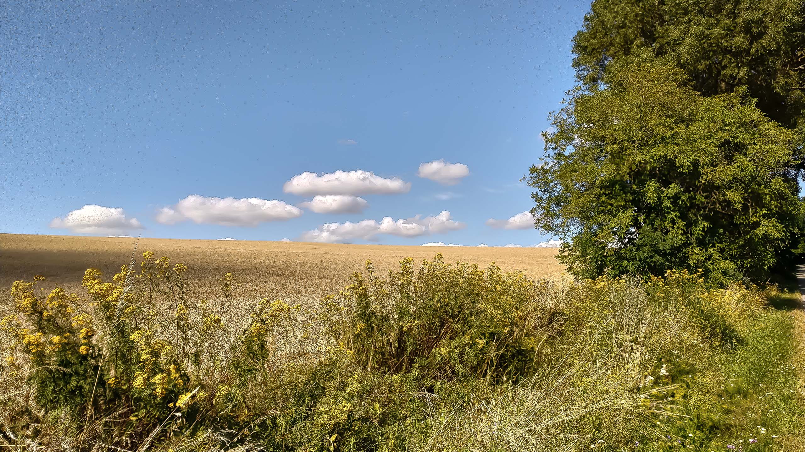 IMG 20200801 160748 kopia